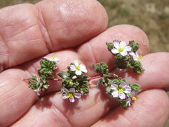 Frankenia pulverulenta