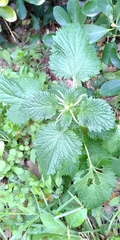 Urtica membranacea