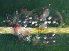 Cyzicus
