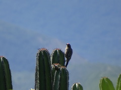 Melanerpes hypopolius