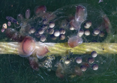 Cyzicus