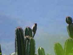 Melanerpes hypopolius