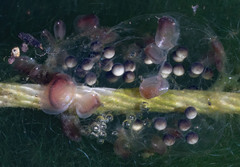 Cyzicus