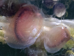Cyzicus