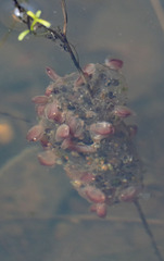Cyzicus