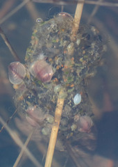 Cyzicus