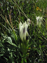 Gentiana algida