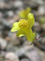 Neogaerrhinum filipes