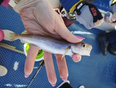 Merlangius merlangus