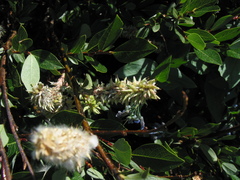 Salix planifolia