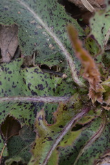Septoria