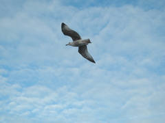 Larus argentatus