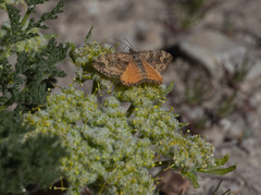 Epirrhoe plebeculata
