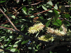 Salix planifolia