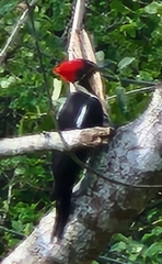 Dryocopus