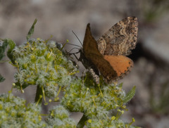 Epirrhoe plebeculata