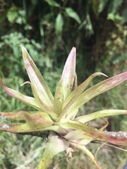 Tillandsia complanata