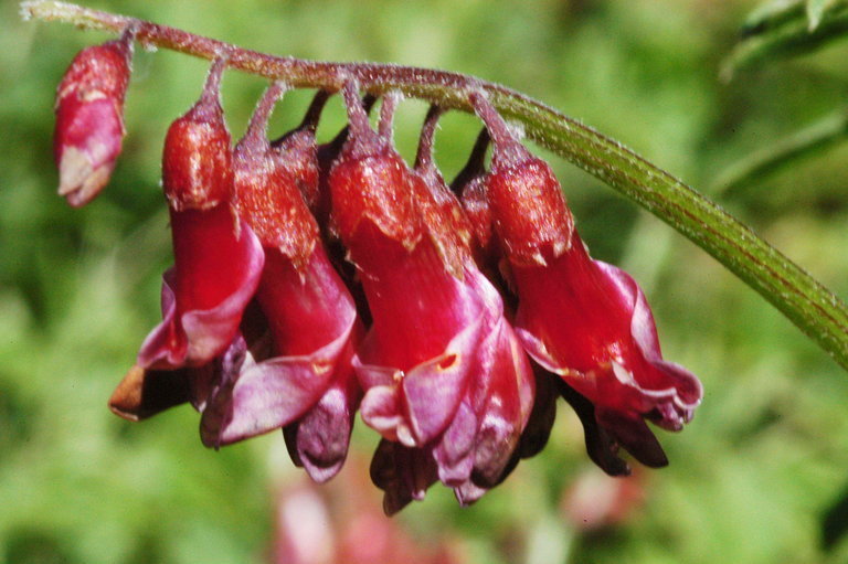 giant vetch (Jack London State Park) · iNaturalist