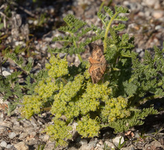 Epirrhoe plebeculata