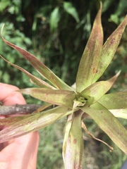 Tillandsia complanata