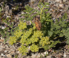 Epirrhoe plebeculata