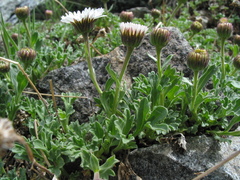 Erigeron flabellifolius