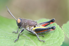 Perixerus obscurus