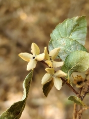 Nothofagus obliqua
