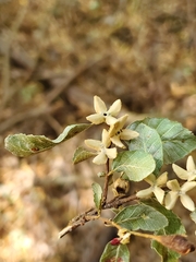 Nothofagus obliqua