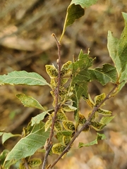 Nothofagus obliqua