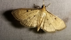 Herpetogramma fluctuosalis