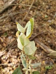 Nothofagus obliqua