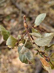 Nothofagus obliqua