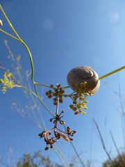 Xeropicta derbentina