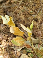 Nothofagus obliqua