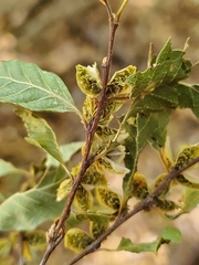 Nothofagus obliqua