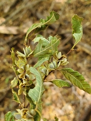 Nothofagus obliqua