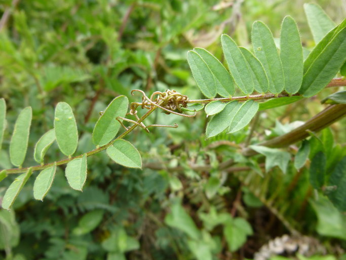 giant vetch (Jack London State Park) · iNaturalist