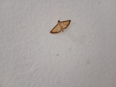 Cnaphalocrocis medinalis