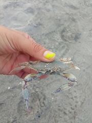 Callinectes arcuatus