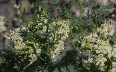 Lomatium dasycarpum
