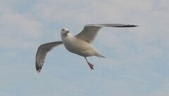 Larus argentatus