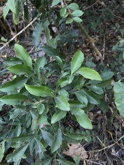 Ardisia cornudentata