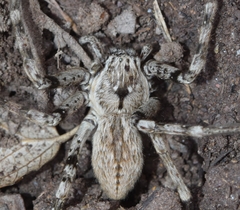 Eusparassus levantinus