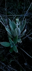 Dudleya lanceolata