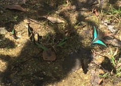 Graphium sarpedon luctatius