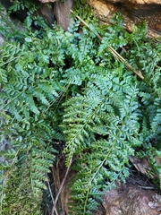 Asplenium billotii