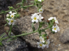 Cryptantha filaginea