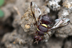 Didacus ciliatus