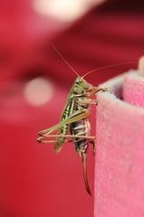 Gampsocleis sedakovii